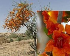 the orange flowers are blooming in the desert