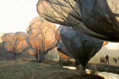 several people are walking on the grass near some trees with nets hanging from it's sides