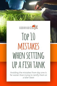 the top 10 mistakes when setting up a fish tank is easier than trying to catch them