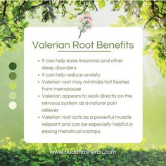 Valerian Root Benefits, Medicinal Herbs Remedies, Medicinal Herbs Garden, Magickal Herbs, Medical Herbs, Essential Oils Herbs, Herbal Apothecary, Natural Healing Remedies, Valerian Root