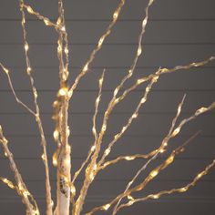 a lighted tree in front of a gray wall with white branches and lights on it