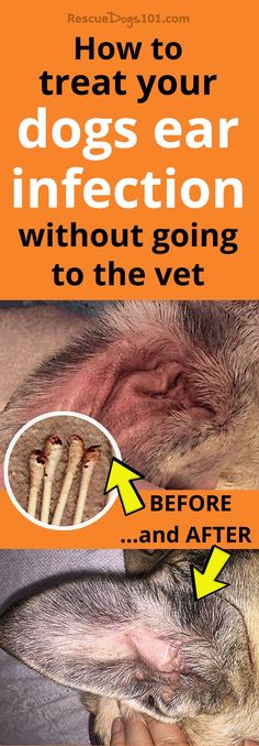 Ear infection remedy for your dog. How to treat your dogs ear infection without going to the vet. #dogearinfection #doghealth #doghealthtips #doghealthwellness #dog #dogstuff #puppy #homeremedies #homeremedy #homeremediesforyeastinfection Dogs Ears Infection, Dogs Teeth, Ear Infections, Dog Health Tips, Dog Care Tips, Dog Ear, Pet Hacks