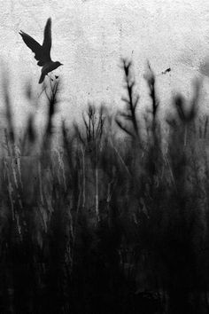 a black and white photo of a bird flying in the sky over some tall grass