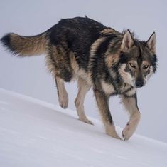 a wolf is running in the snow with his head turned to look like he's about to jump