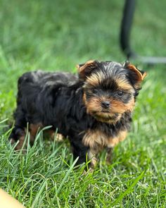 a small black and brown dog standing in the grass