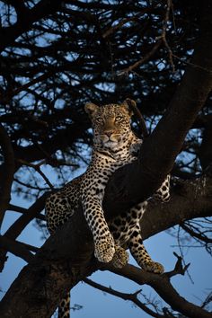 a leopard sitting on top of a tree branch