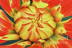 an orange and yellow flower with green leaves in the center, viewed from up close