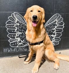 a golden retriever dog sitting on the ground with its tongue out and wings painted on it's back