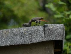 two birds are standing on the edge of a cement structure with trees in the background