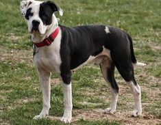 a black and white dog standing in the grass