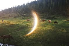 horses graze on grass near a stream as the sun shines in the background