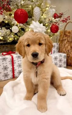 a puppy sitting on a blanket in front of a christmas tree with presents around it