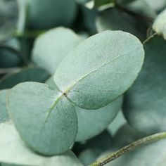 Eucalyptus Essential Oil Essential Oil Eucalyptus, Safe Candles, Soap Colorants, Steam Distillation, Candles Wax, Bath And Body Products, Spa Inspiration, Eucalyptus Essential Oil, Natural Line