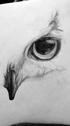 a drawing of an owl's eye is shown in black and white, as if it were drawn on paper