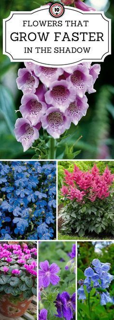 the flowers that grow faster in the shade garden book is open and showing different types of flowers