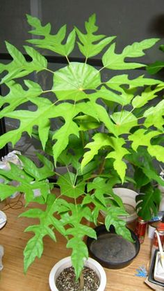 a green plant sitting on top of a wooden table