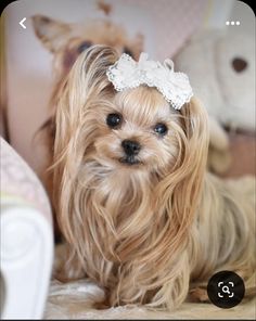 a small dog sitting on top of a bed