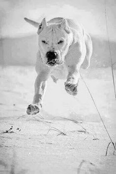 black and white photograph of a dog running on the beach