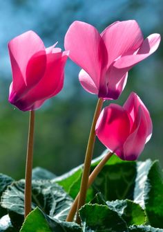 two pink flowers with green leaves in the foreground