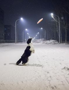 a black and white dog catching a frisbee in the snow at night time