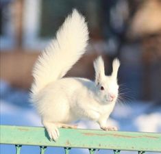 a white squirrel sitting on top of a green bench with its tail hanging down and it's eyes open