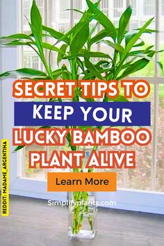 a potted bamboo plant sitting in front of a window with the words secret tips to keep your lucky bamboo plant alive