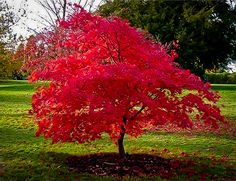 a red tree in the middle of a park