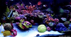 an aquarium filled with lots of different types of corals and sea creatures in it