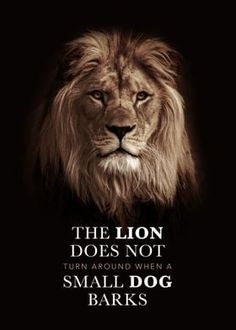 the lion does not turn around when a small dog barks