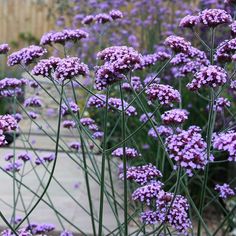 purple flowers are blooming in the garden