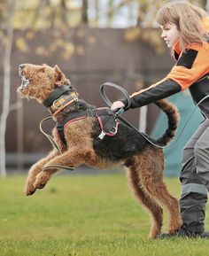 a woman in an orange jacket is holding on to a dog with a harness and leash