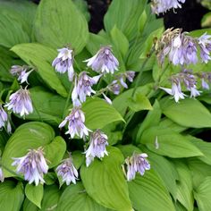 purple and white flowers blooming on green leaves