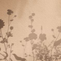 the shadow of a plant on a wall with leaves and flowers in front of it