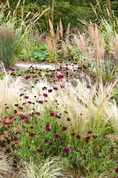 some very pretty flowers and plants in a field with tall grass on either side of the flower bed