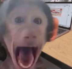 a monkey with its mouth open in front of a laptop