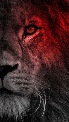 Red Eye - Mobile Wallpaper Red Lion Aesthetic, Lion Hd Wallpaper 1080x1920, Red Lion Wallpaper, Cute Lion Wallpaper, Lion Couple Wallpaper, Angry Lion Wallpaper, Lion 4k Wallpaper, Wallpaper Iphone Lion, Lion Wallpaper Aesthetic