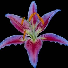 a pink and yellow flower on a black background