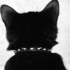 a black cat wearing a collar with spikes on it's head