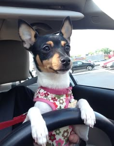 a small dog sitting in the driver's seat of a car with its paw on the steering wheel