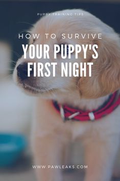 a puppy wearing a red collar with the words how to survive your puppy's first night