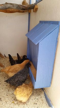 several chickens are standing in the corner of a building with a blue birdhouse on it's side