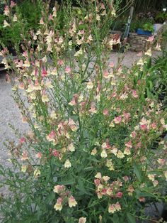 some pink and yellow flowers are growing in a potted planter on the ground