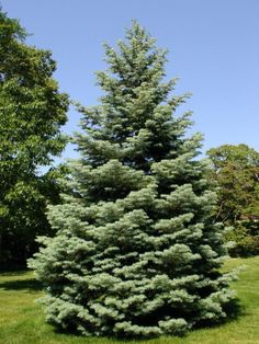 there is a very tall pine tree in the yard