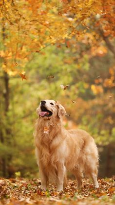 a dog is standing in the leaves with its mouth open