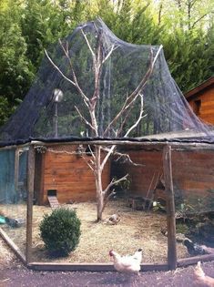 chickens are walking around in the yard near a chicken coop with netting on it's roof