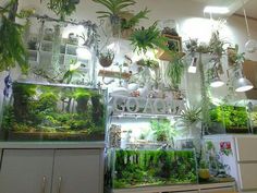 many different types of plants are displayed on the wall