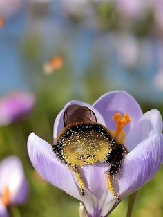 a bee sitting on top of a purple flower