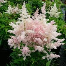 pink and white flowers in the middle of green plants