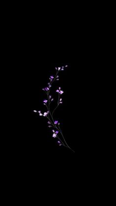 purple flowers on black background in the dark