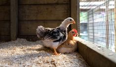 two chickens standing next to each other in a cage on the ground with hay all around them